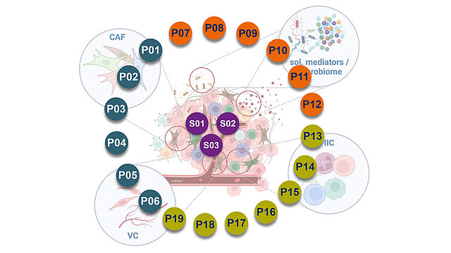 Information graphic of the tumor environment and the associated research projects